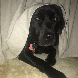 Meet your Posher, Heidi